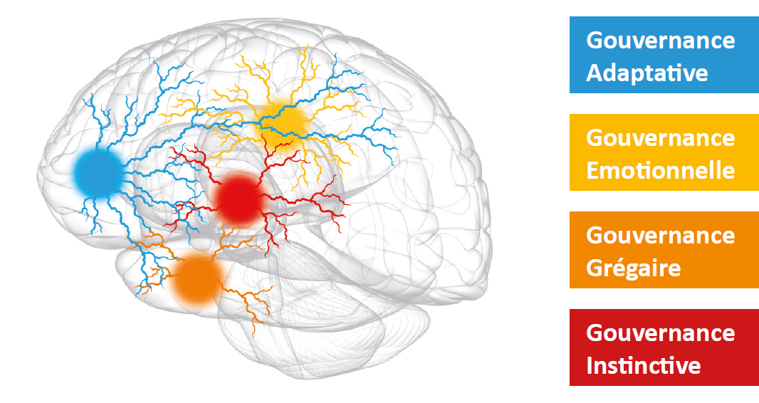 Cerveau - Intelligence Adaptative